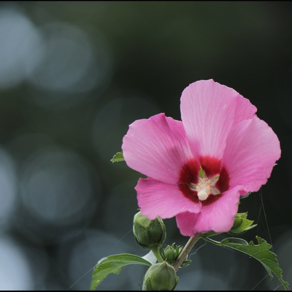 Meet your Posher, Jessica - Picture 1 of 1